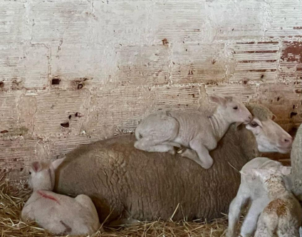 Borrego já disponível para venda